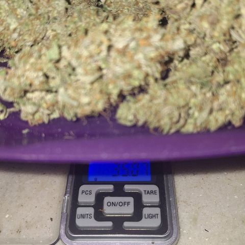3️⃣-Fast Buds Auto Branco growlog timeline photo