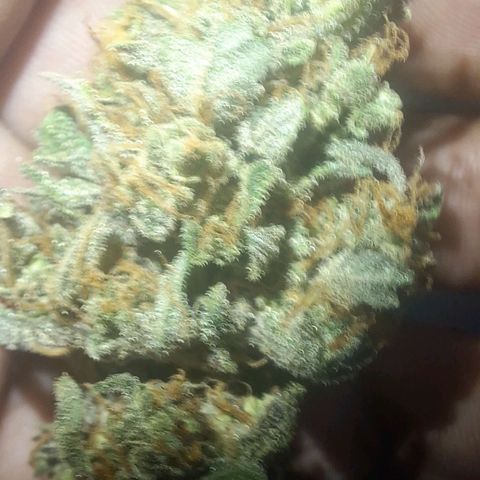 3️⃣-Fast Buds Auto Branco growlog timeline photo