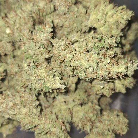 2️⃣-Fast buds Auto Marrom growlog timeline photo