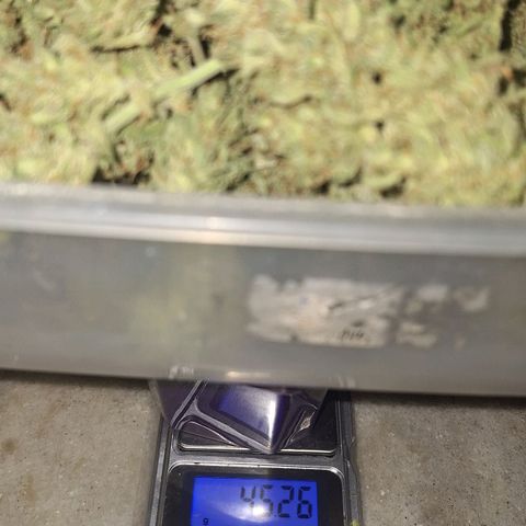 2️⃣-Fast buds Auto Marrom growlog timeline photo