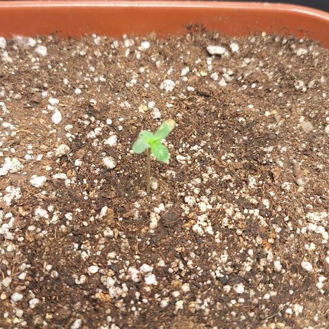 Double Cookies - BSF growlog timeline photo