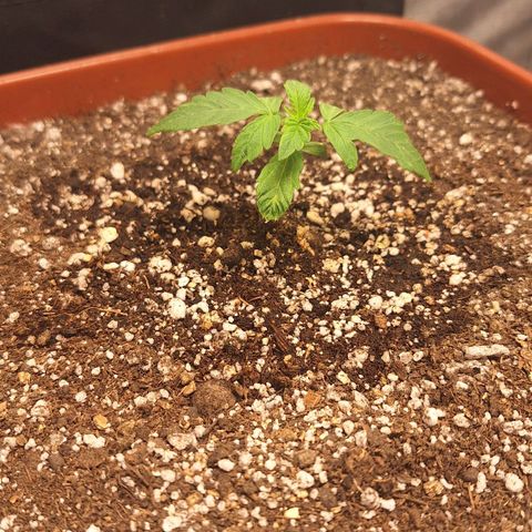 Double Cookies - BSF growlog timeline photo