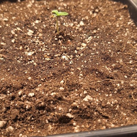 Gorilla Cookies Auto growlog timeline photo