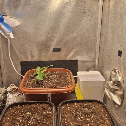 Double Cookies - BSF growlog timeline photo