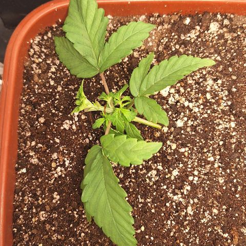 Double Cookies - BSF growlog timeline photo