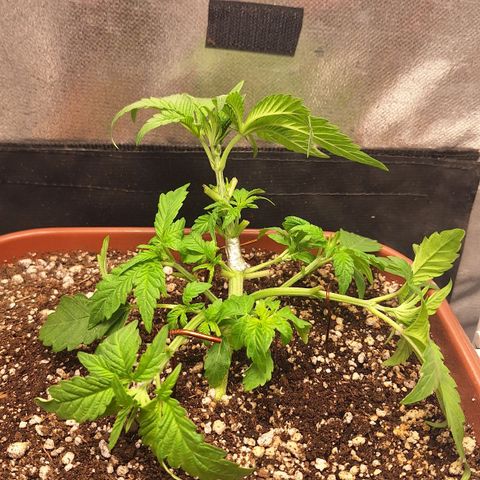 Double Cookies - BSF growlog timeline photo