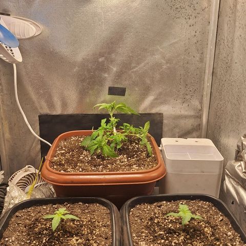 Double Cookies - BSF growlog timeline photo
