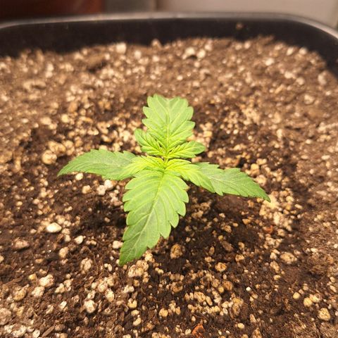 4️⃣ - Fast Buds Auto growlog timeline photo
