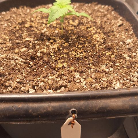 4️⃣ - Fast Buds Auto growlog timeline photo