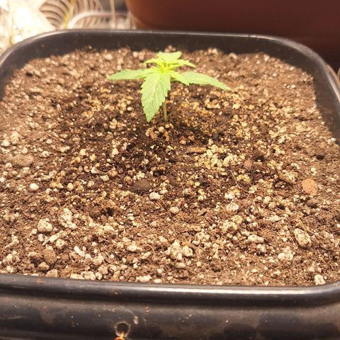 Gorilla Cookies Auto growlog timeline photo