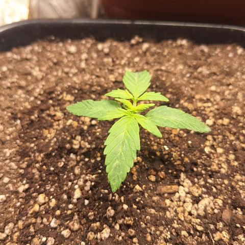 Gorilla Cookies Auto growlog timeline photo