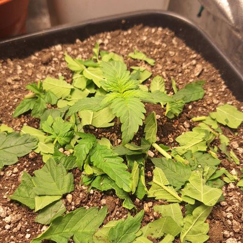 4️⃣ - Fast Buds Auto growlog timeline photo