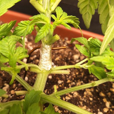 Double Cookies - BSF growlog timeline photo