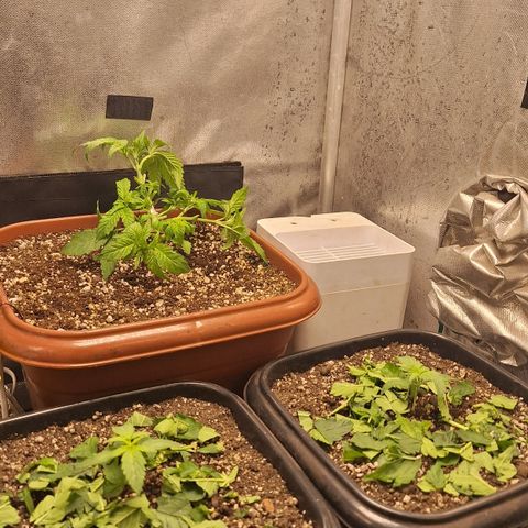 4️⃣ - Fast Buds Auto growlog timeline photo