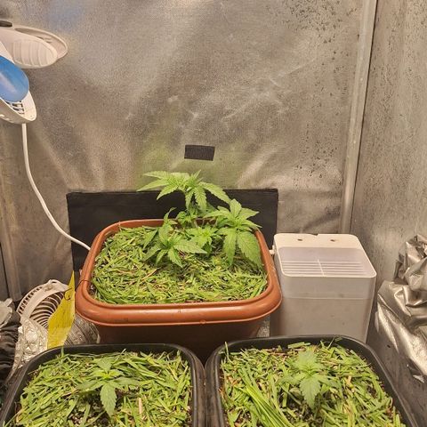 Double Cookies - BSF growlog photo: Adubação - 2ml humus - 1ml bokashi - 1ml algafish - 2ml chá babosa - 10ml gorilla microbes - 1g extrato algas