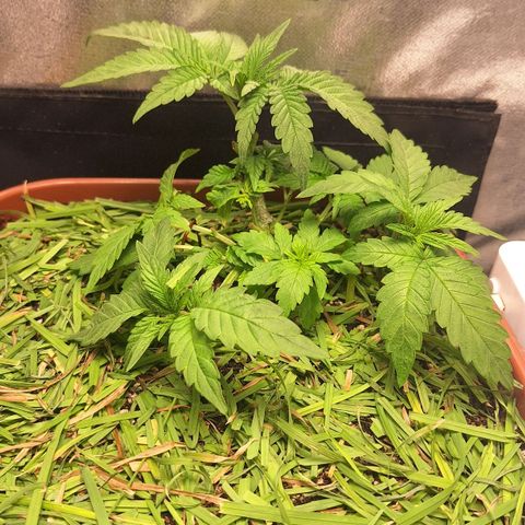 Double Cookies - BSF growlog photo: Adubação - 2ml humus - 1ml bokashi - 1ml algafish - 2ml chá babosa - 10ml gorilla microbes - 1g extrato algas