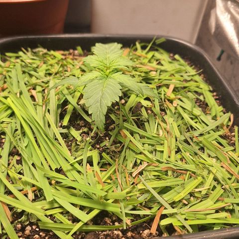4️⃣ - Fast Buds Auto growlog photo: Adubação - 2ml humus - 1ml bokashi - 1ml algafish - 2ml chá babosa - 10ml gorilla microbes - 1g extrato algas
