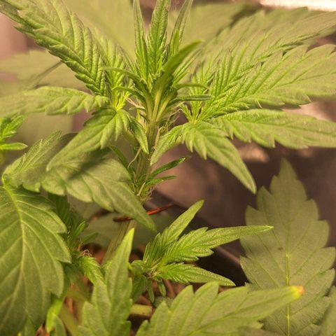 4️⃣ - Fast Buds Auto growlog photo: Pré flora