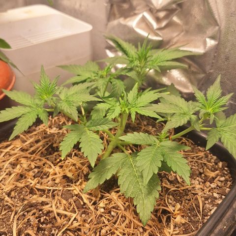 4️⃣ - Fast Buds Auto growlog photo: Pré flora