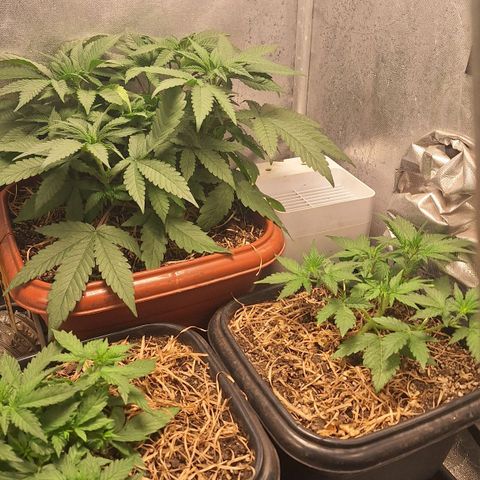 Double Cookies - BSF growlog timeline photo