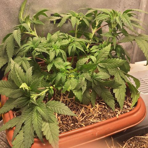 Double Cookies - BSF growlog photo: Lst