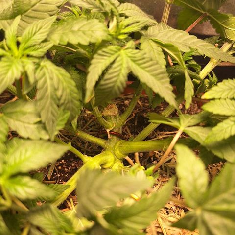 Double Cookies - BSF growlog photo: Lst