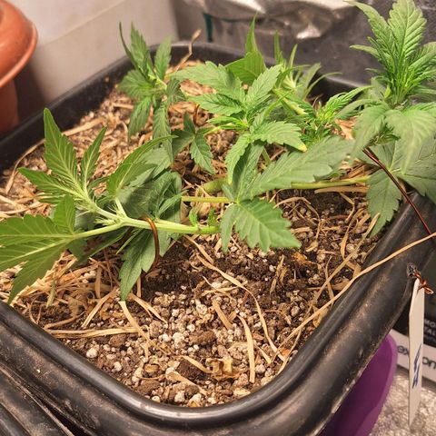 4️⃣ - Fast Buds Auto growlog timeline photo