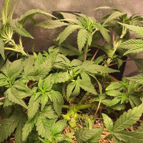 Double Cookies - BSF growlog photo: Lst