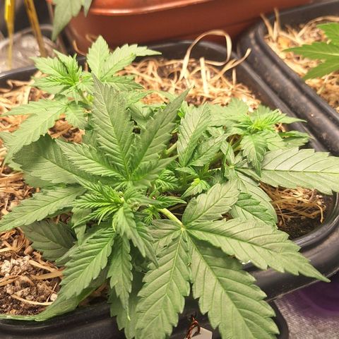 Gorilla Cookies Auto growlog timeline photo
