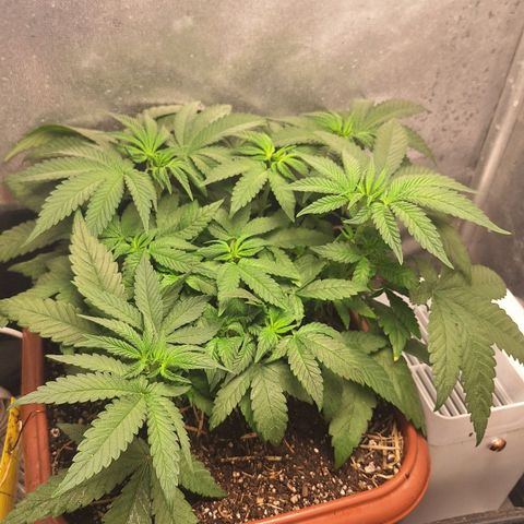 Double Cookies - BSF growlog timeline photo