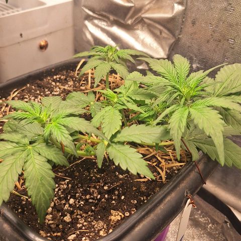4️⃣ - Fast Buds Auto growlog timeline photo