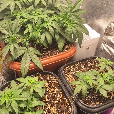 Double Cookies - BSF growlog timeline photo