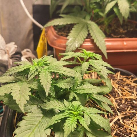 Gorilla Cookies Auto growlog timeline photo