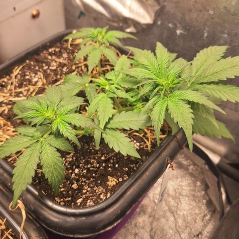 4️⃣ - Fast Buds Auto growlog timeline photo
