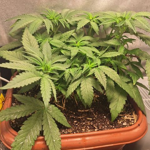Double Cookies - BSF growlog timeline photo