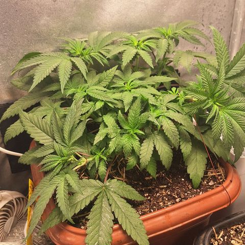 Double Cookies - BSF growlog timeline photo