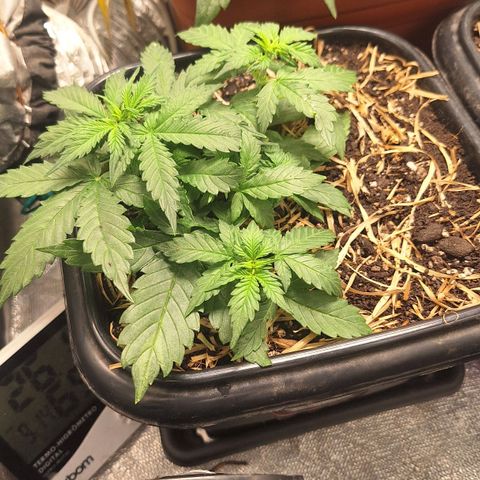 Gorilla Cookies Auto growlog timeline photo