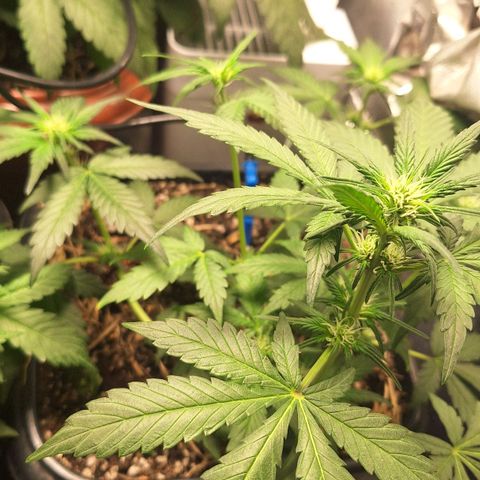 4️⃣ - Fast Buds Auto growlog timeline photo