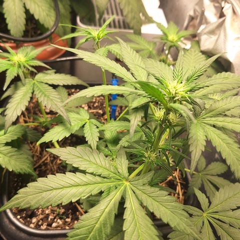 4️⃣ - Fast Buds Auto growlog timeline photo