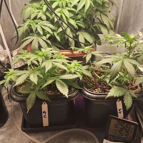 Gorilla Cookies Auto growlog timeline photo