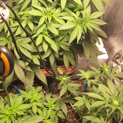 Double Cookies - BSF growlog timeline photo