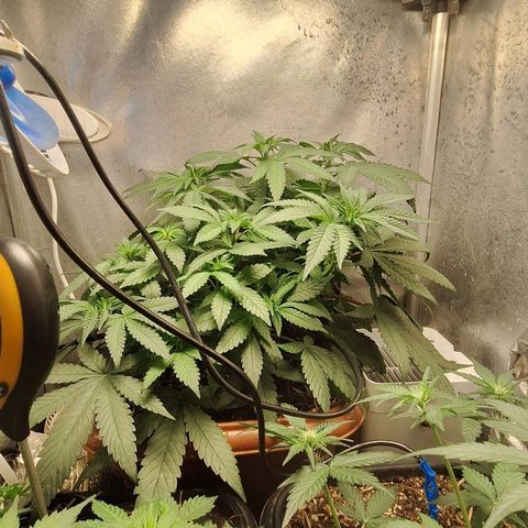 Double Cookies - BSF growlog timeline photo