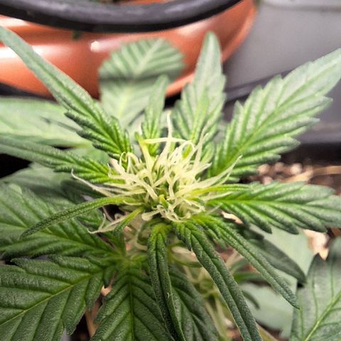 4️⃣ - Fast Buds Auto growlog timeline photo
