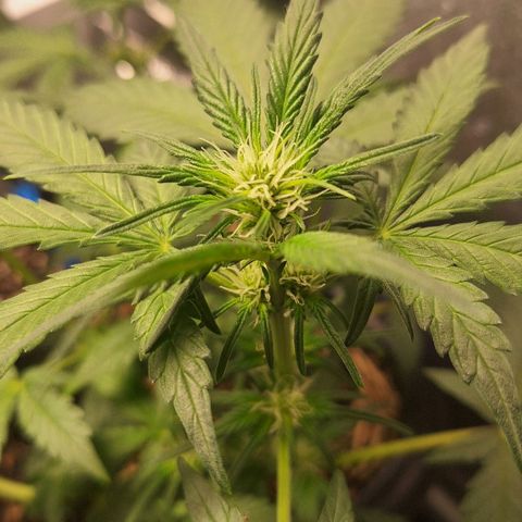 4️⃣ - Fast Buds Auto growlog timeline photo