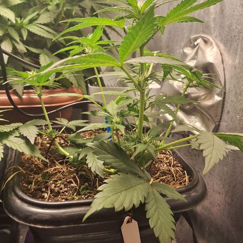 4️⃣ - Fast Buds Auto growlog timeline photo