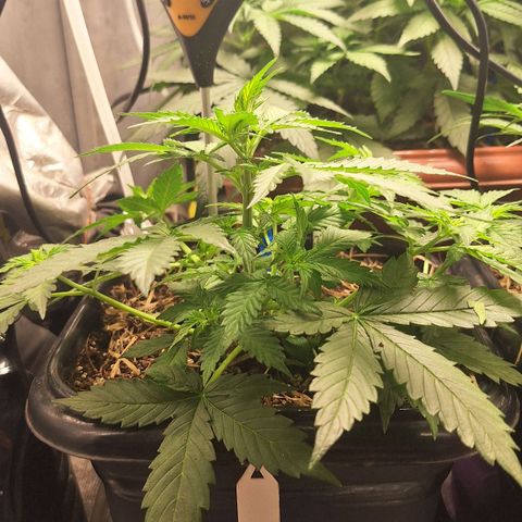 Gorilla Cookies Auto growlog timeline photo