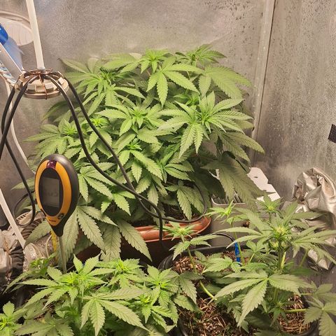 Double Cookies - BSF growlog timeline photo