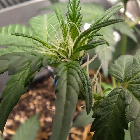 4️⃣ - Fast Buds Auto growlog timeline photo