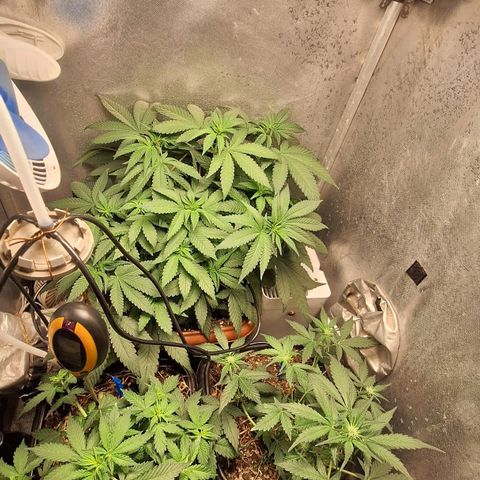 Double Cookies - BSF growlog timeline photo
