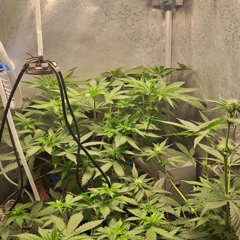 Gorilla Cookies Auto growlog timeline photo